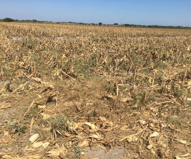 Piden barbechar para aprovechar humedad. Esperan el pago de sus cosechas Piden barbechar para aprovechar humedad. Esperan el pago de sus cosechas