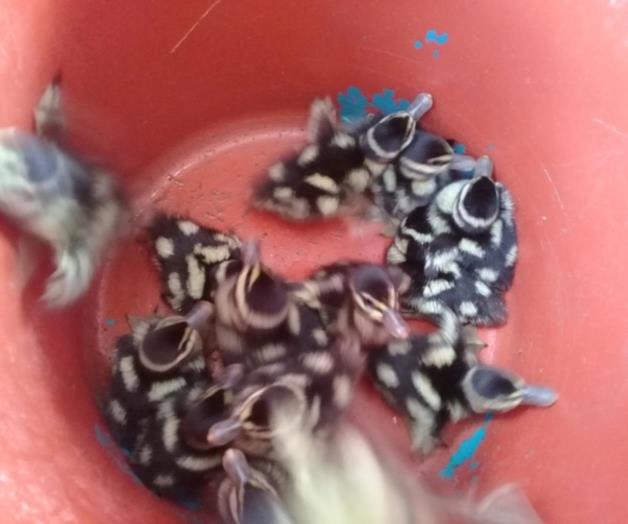 Atrapa Protección Civil patos pijiji Atrapa Protección Civil patos pijiji