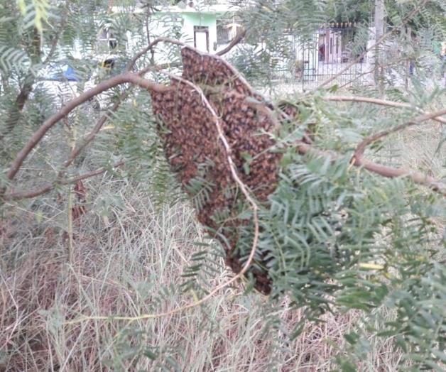 Combaten enjambres, hasta cinco por semana Combaten enjambres, hasta cinco por semana