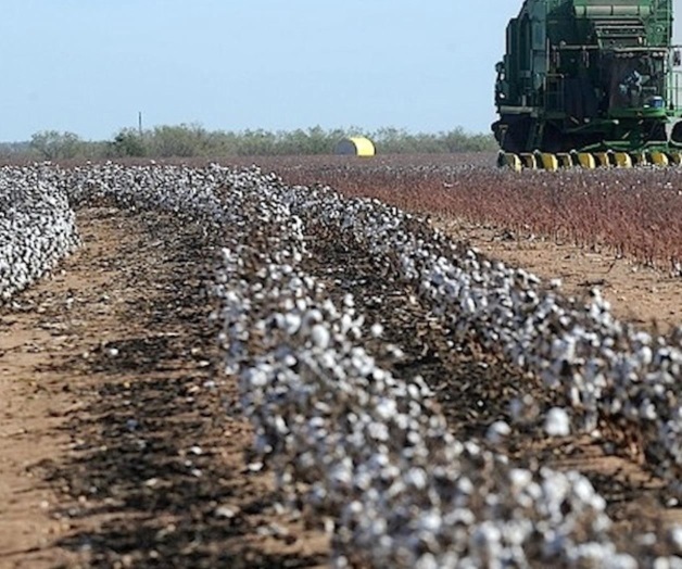 Afectan a cultivos altas temperaturas Afectan a cultivos altas temperaturas