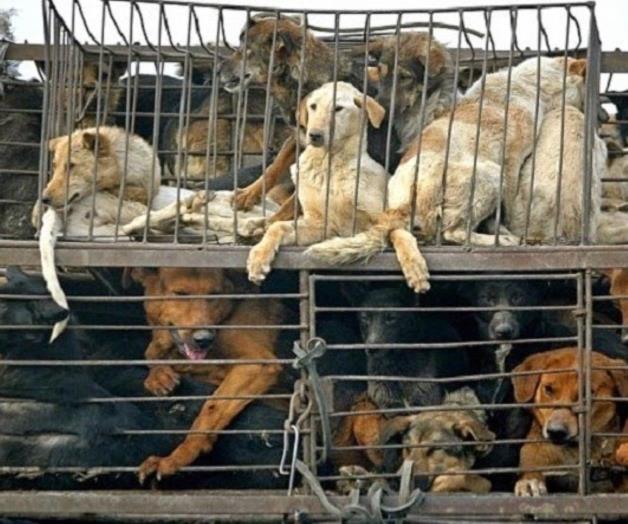 Sacrifican más de 50 perros por ataques en Toluca Sacrifican más de 50 perros por ataques en Toluca