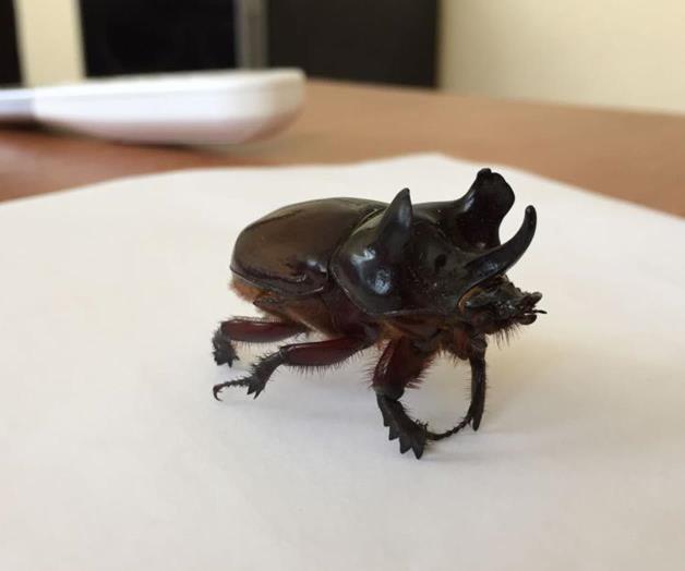 Aparecen escarabajos en varias zonas de la ciudad