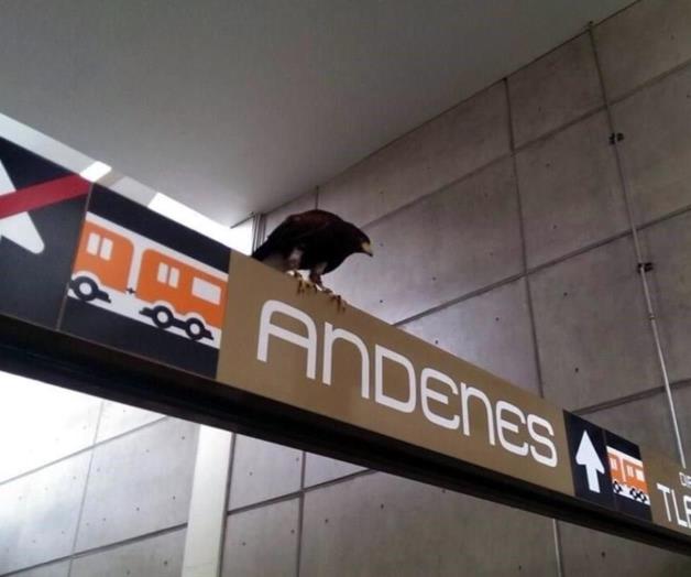 Posa águila ¡sobre Nopalera de CDMX! Posa águila ¡sobre Nopalera de CDMX!