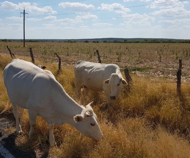 Frenan lluvias muerte de ganado en Burgos Frenan lluvias muerte de ganado en Burgos