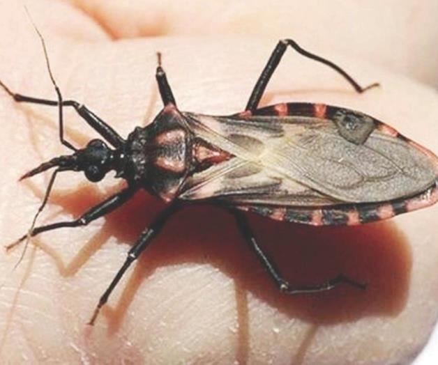 Enfermedad trasmitida por una chinche besucona