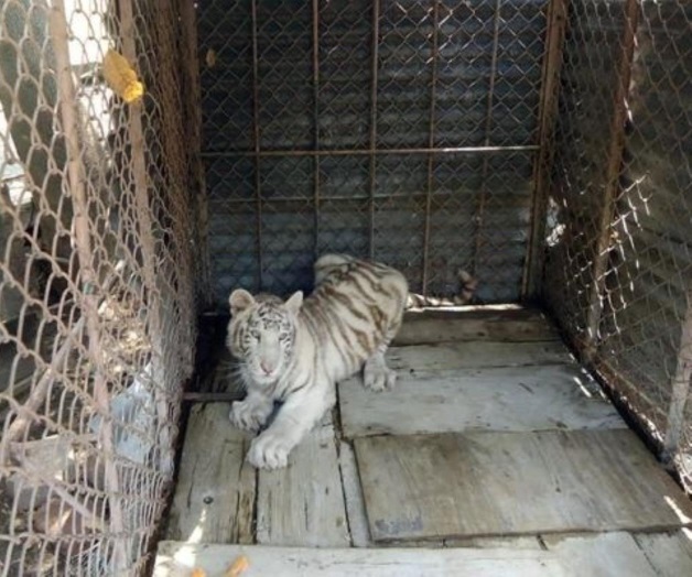 Reubican a felinos en zoológicos de Querétaro y Guanajuato