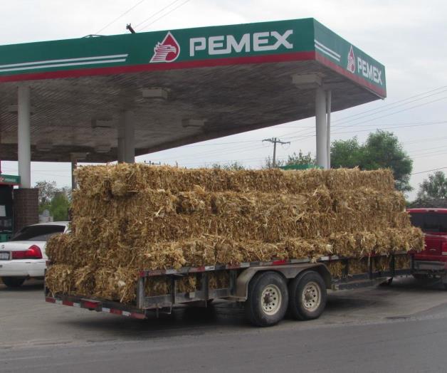 Recurren productores a compra de pacas para mantener ganado