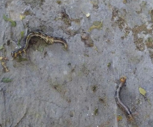 Aniquilan plaga de gusano ‘telarañero’ Aniquilan plaga de gusano ‘telarañero’