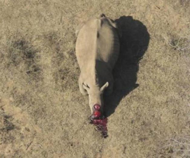 En diez años no habrán más cuernos de rinoceronte con los que traficar En diez años no habrán más cuernos de rinoceronte con los que traficar