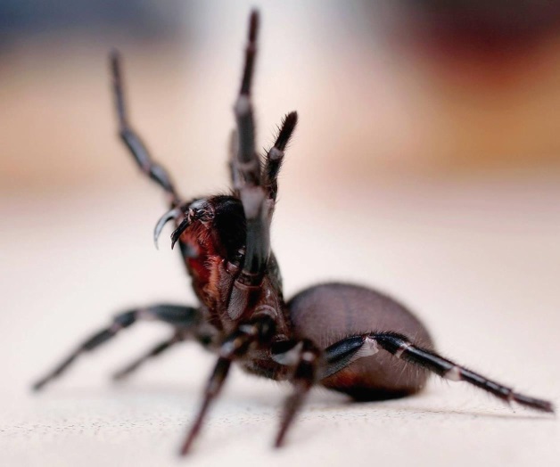 El monstruo que acecha en la piscina. ¡Feroz!