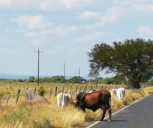 Agobia sequía a productores; suben muertes de animales