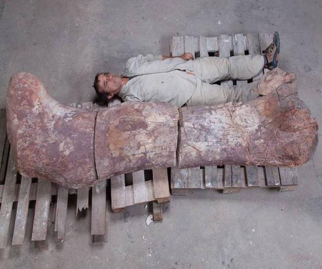 Titán patagónico: el animal más grande que ha pisado la Tierra Titán patagónico: el animal más grande que ha pisado la Tierra