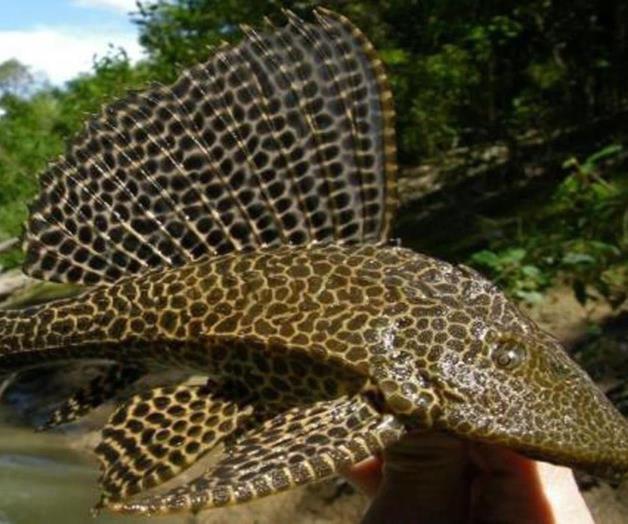 ¡CUIDADO CON EL DIABLO! Este pez está acabando con otras especies