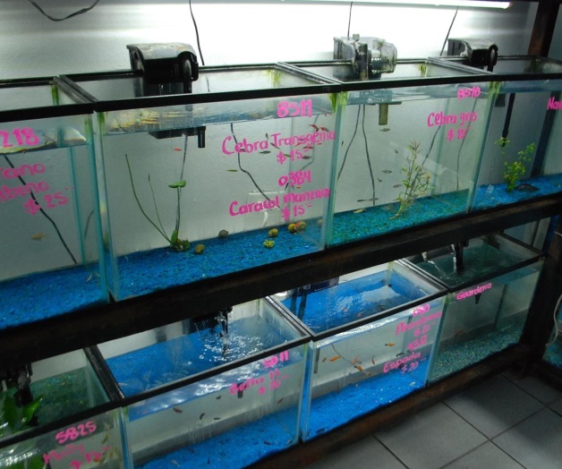 Nadie quiere al ‘Diablo’; rechazado por agresivo. Se vuelven un problema en las peceras