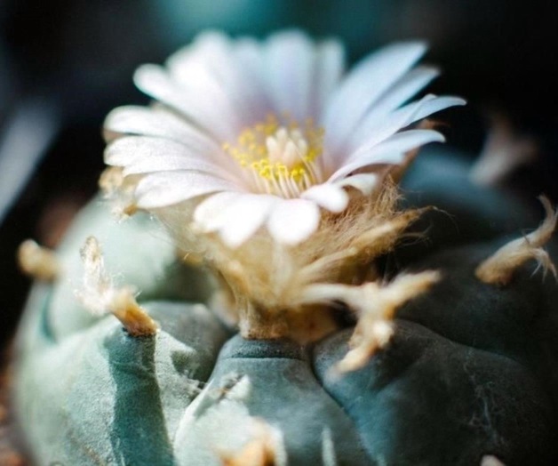 Peligra el peyote mexicano debido al alto consumo