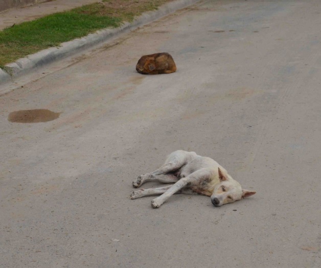 URGE PONER ALTO A VIOLENCIA CONTRA ANIMALES