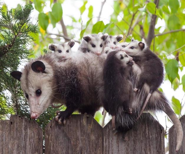Sólo busca sobrevivir. Es el único marsupial mexicano Sólo busca sobrevivir. Es el único marsupial mexicano