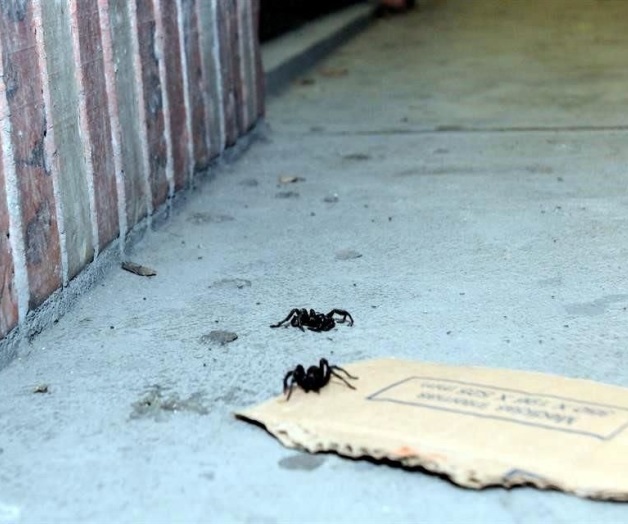 Plaga de arañas en el centro de Monterrey; piden evitar el área