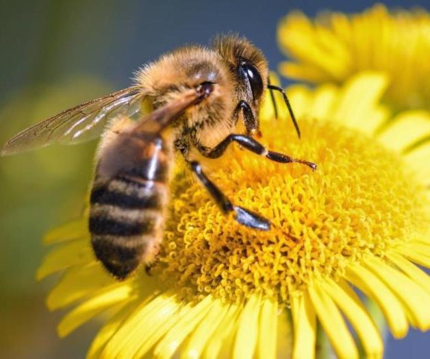 ¿Cual es el secreto de la polinización de las abejas?