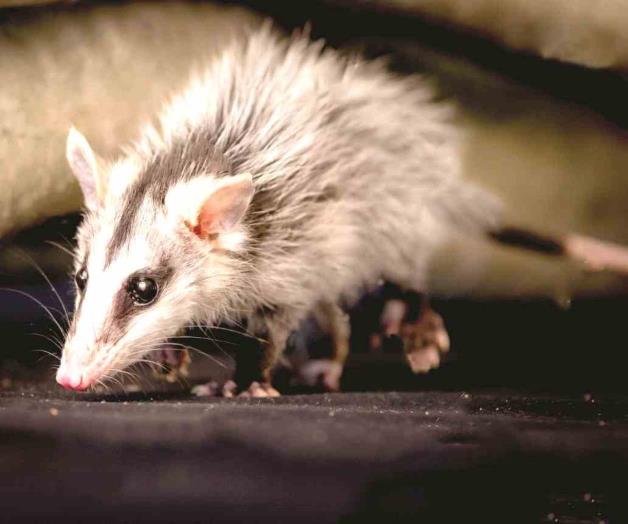 SÓLO BUSCA SOBREVIVIR