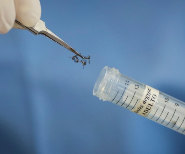 Crece número de casos de dengue