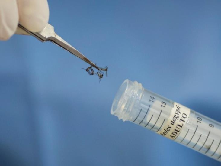 Crece número de casos de dengue Crece número de casos de dengue