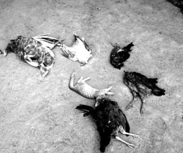 Arrestan a hombre por matar animales con machete en Sonora