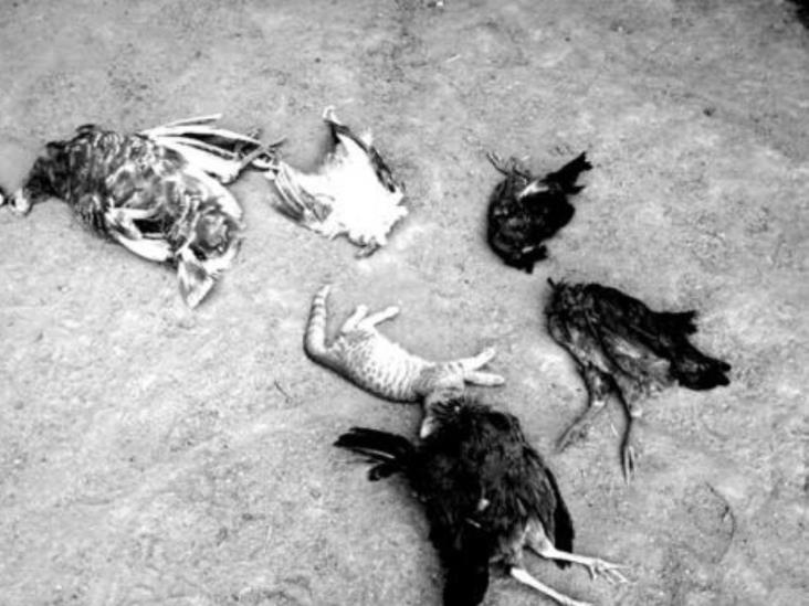 Arrestan a hombre por matar animales con machete en Sonora Arrestan a hombre por matar animales con machete en Sonora
