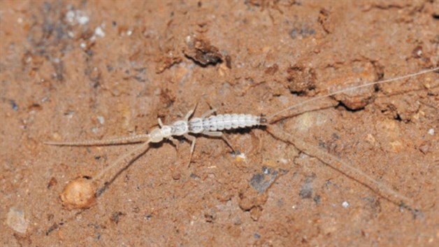 Encuentran un animal troglodita de género totalmente desconocido