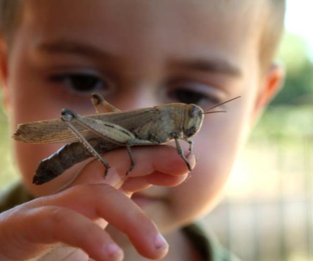 Adiós a varios insectos de tu infancia. Entérate por qué...