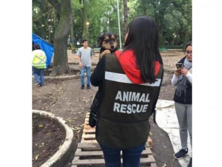 Buscan por Twitter a mascotas extraviadas por el sismo Buscan por Twitter a mascotas extraviadas por el sismo