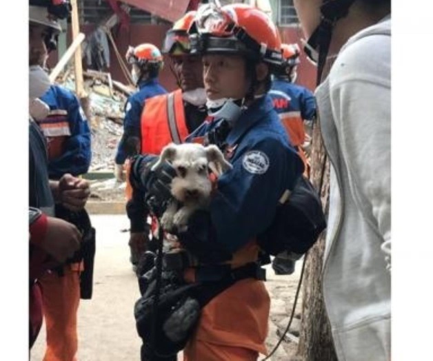 Rescatistas japoneses hallan a perro entre escombros en Tlalpan