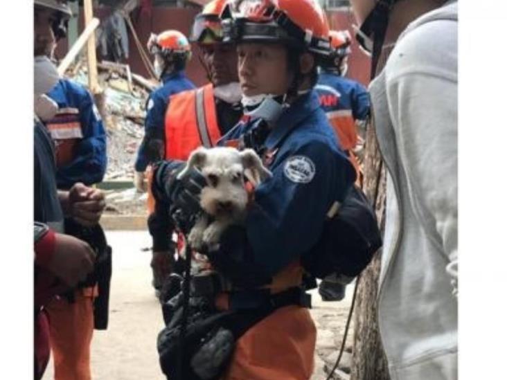 Rescatistas japoneses hallan a perro entre escombros en Tlalpan Rescatistas japoneses hallan a perro entre escombros en Tlalpan