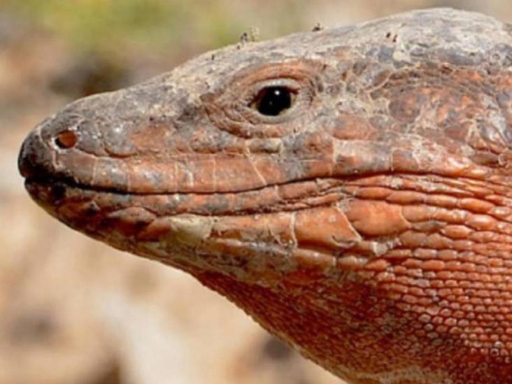 Altera extinción de lagartos gigantes los ecosistemas de Canarias Altera extinción de lagartos gigantes los ecosistemas de Canarias