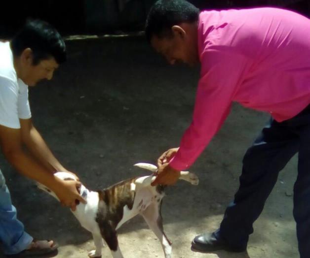 Arranca la campaña de vacunación canina