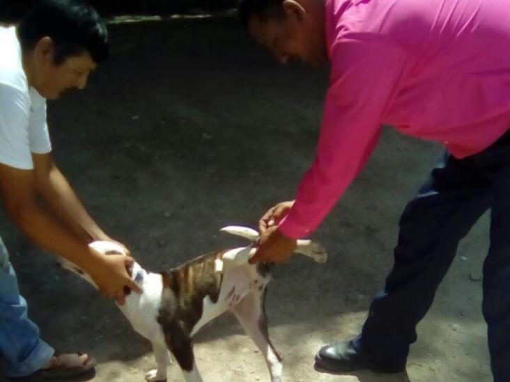 Arranca la campaña de vacunación canina Arranca la campaña de vacunación canina