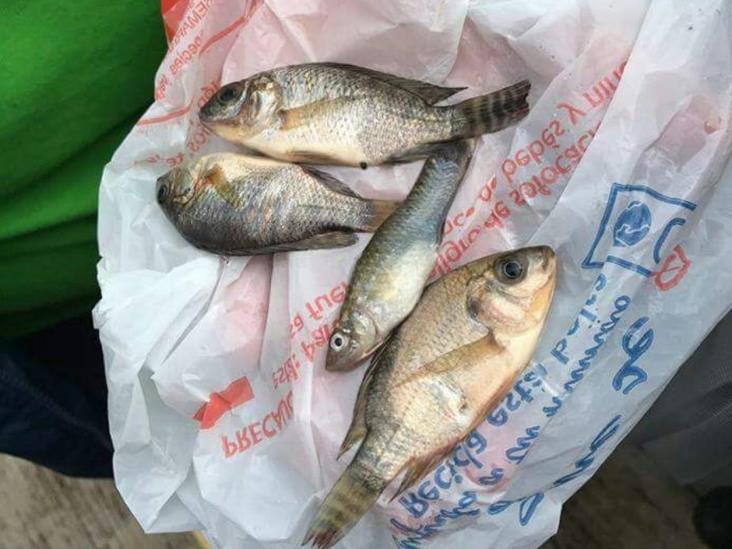 Llueven peces en Tampico Llueven peces en Tampico