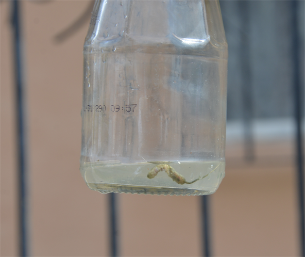 Parásitos en el agua, peligro para la salud. En riesgo de sufrir malestares estomacales Parásitos en el agua, peligro para la salud. En riesgo de sufrir malestares estomacales