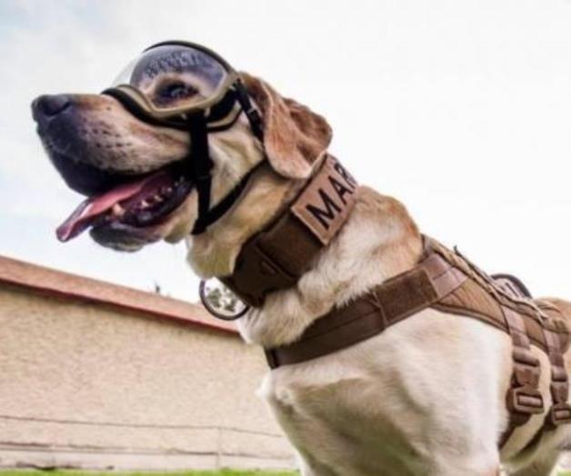 Preparan cerveza Frida Marina