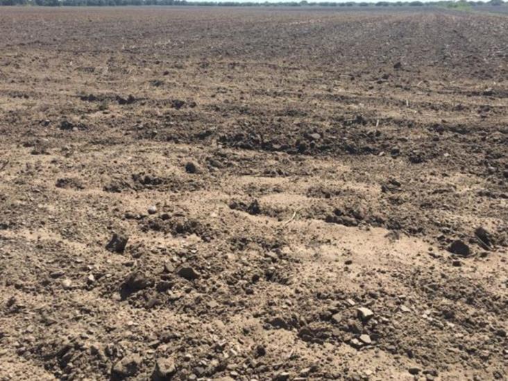 Confían productores en que lleguen más lluvias Confían productores en que lleguen más lluvias