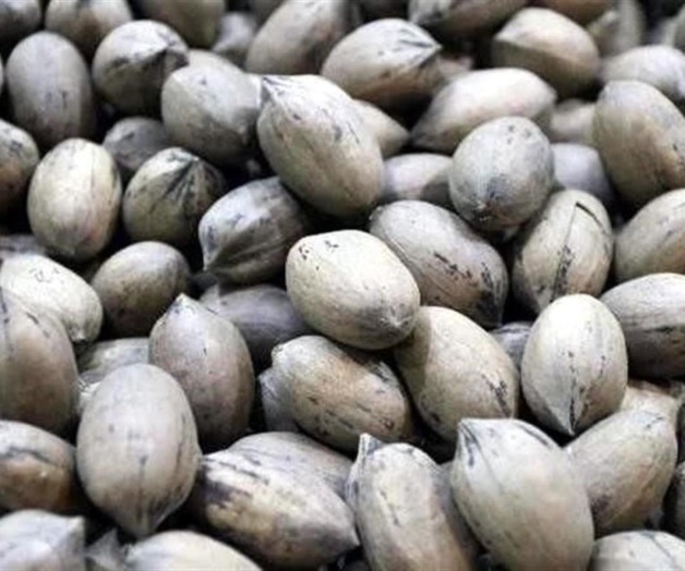 Mejora precio de la nuez para México