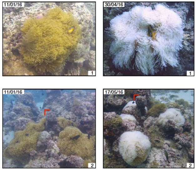 Se dificultará encontrar a Nemo gracias al cambio climático