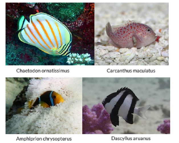 Se dificultará encontrar a Nemo gracias al cambio climático