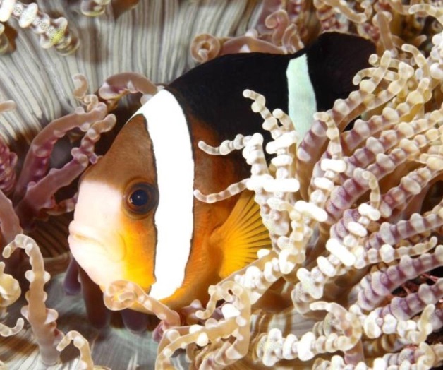 Se dificultará encontrar a Nemo gracias al cambio climático