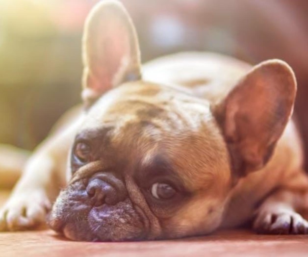 Reconoce Google photos ahora también a mascotas Reconoce Google photos ahora también a mascotas