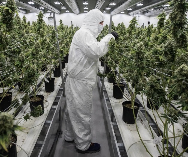 Perú aprueba el uso medicinal de la mariguana