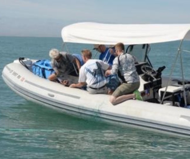 Tras histórico rescate de vaqueta marina continúan acciones en Golfo de California