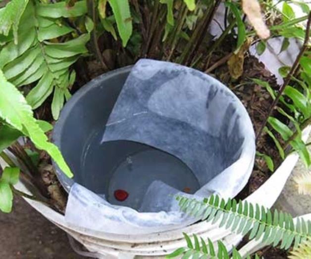 Detectan con ovitrampas proliferación de zancudos Detectan con ovitrampas proliferación de zancudos