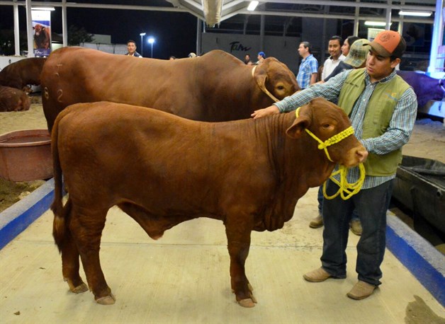 Logran Primera Muestra Nacional de Beefmaster