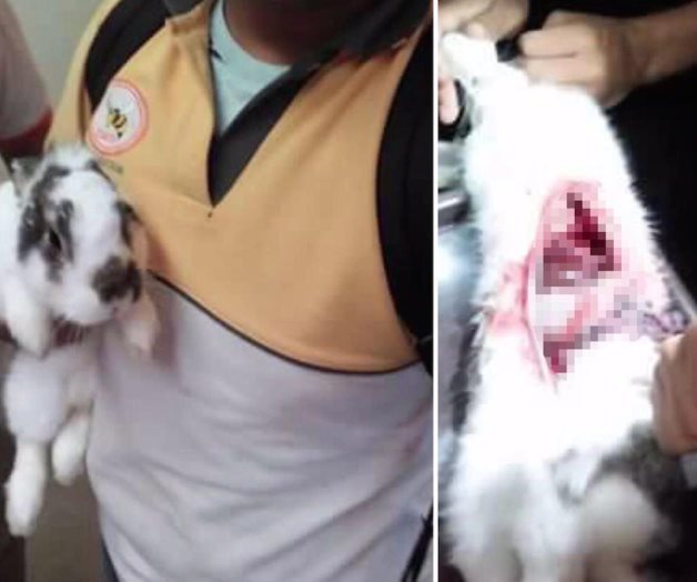 Obliga profesor a sacrificar conejo para pasar semestre